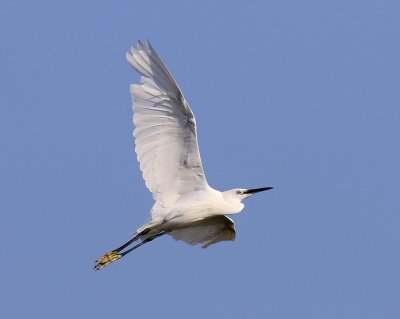 Kleine Zilverreiger - Little Egret