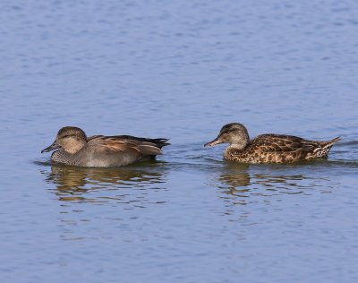 Krakeenden - Gadwalls