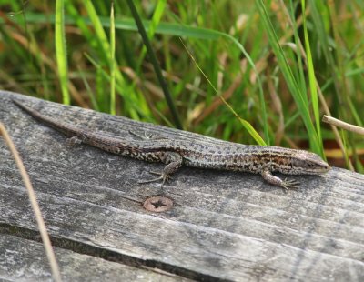 Levendbarende Hagedis - Viviparous Lizard