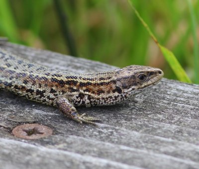 Levendbarende Hagedis - Viviparous Lizard