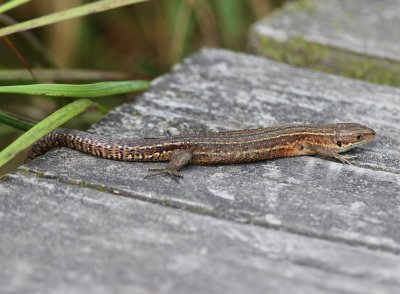 Levendbarende Hagedis - Viviparous Lizard