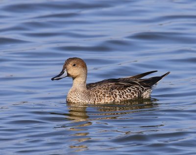 Pijlstaart - Northern Pintail