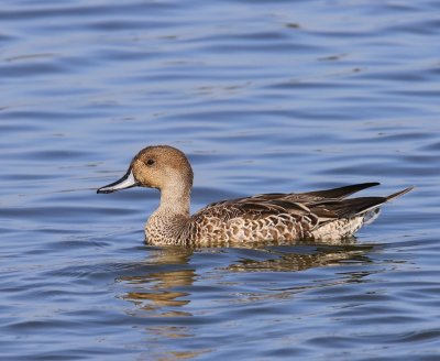 Pijlstaart - Northern Pintail