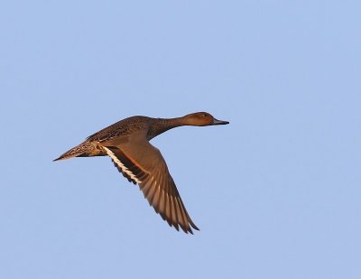 Pijlstaart - Northern Pintail