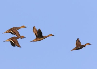 Pijlstaarten - Northern Pintails