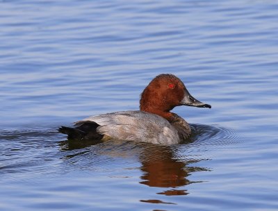 Tafeleend - Common Pochard