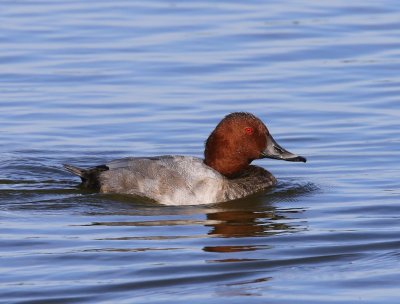 Tafeleend - Common Pochard