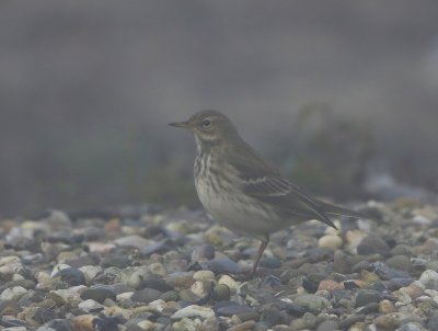 Waterpieper - Water Pipit