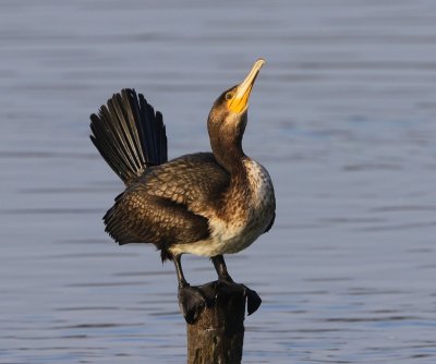 Aalscholver - Great Cormorant