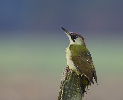 Groene Specht - European Green Woodpecker