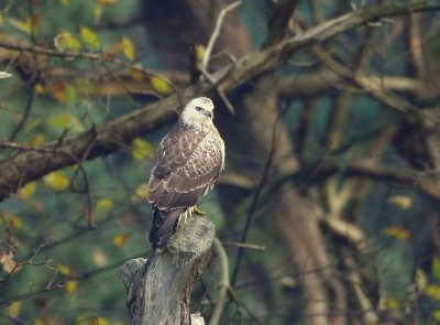 Buizerd - Common Buzzard