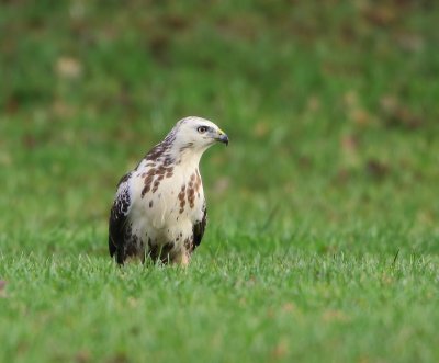 Buizerd - Common Buzzard