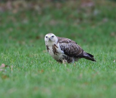 Buizerd - Common Buzzard