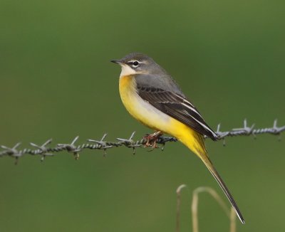 Grote Gele Kwikstaart - Grey Wagtail