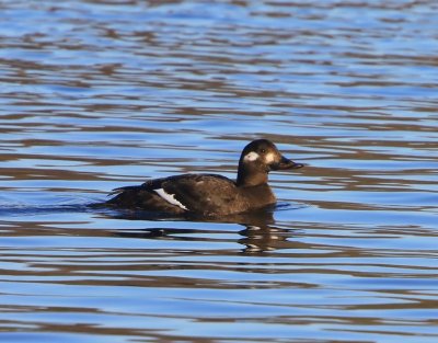 Grote Zee-eend - Velvet Scoter