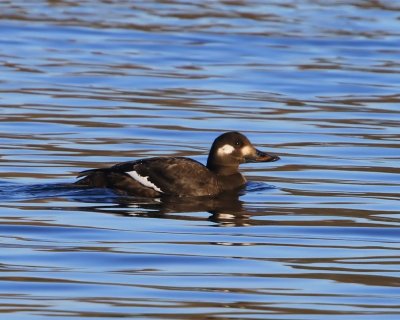 Grote Zee-eend - Velvet Scoter