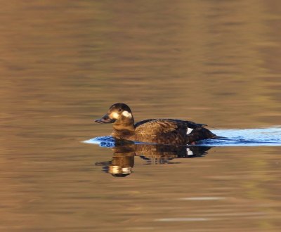 Grote Zee-eend - Velvet Scoter