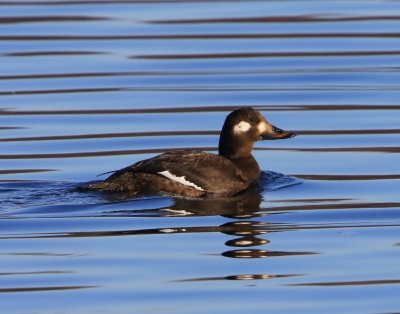 Grote Zee-eend - Velvet Scoter
