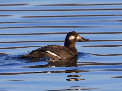 Grote Zee-eend - Velvet Scoter