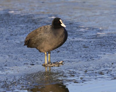 Meerkoet - Eurasian Coot