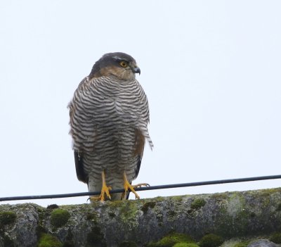 Sperwer - Eurasian Sparrowhawk