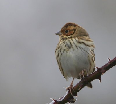 Dwerggors - Little Bunting