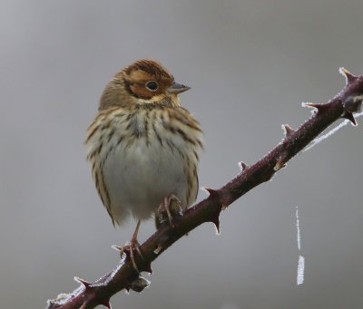 Dwerggors - Little Bunting