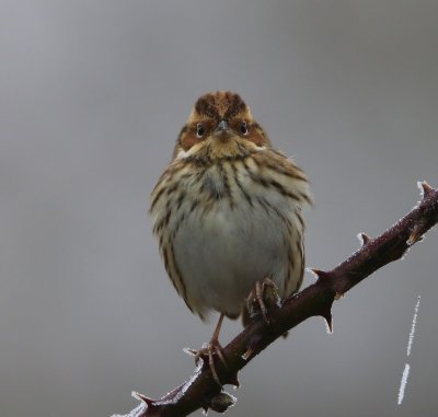 Dwerggors - Little Bunting