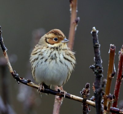 Dwerggors - Little Bunting