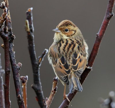 Dwerggors - Little Bunting