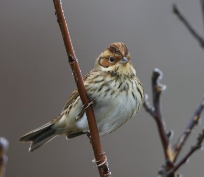 Dwerggors - Little Bunting