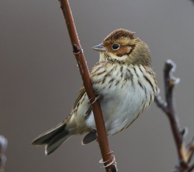 Dwerggors - Little Bunting