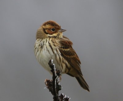 Dwerggors - Little Bunting