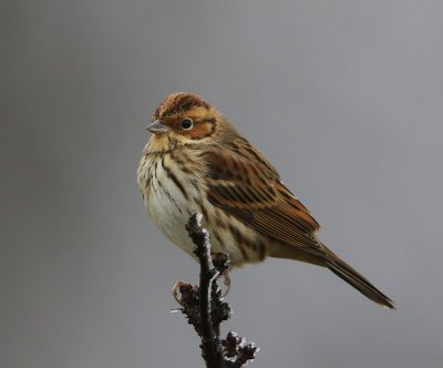 Dwerggors - Little Bunting