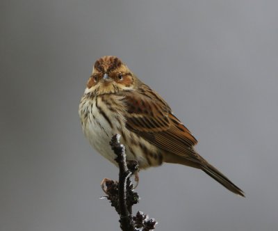 Dwerggors - Little Bunting