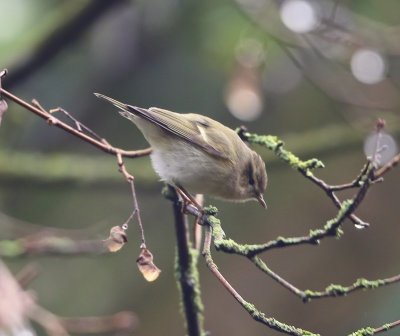 Humes Bladkoning - Hume's Leaf Warbler