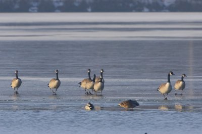 Grote Canadese Ganzen - Greater Canada Geese