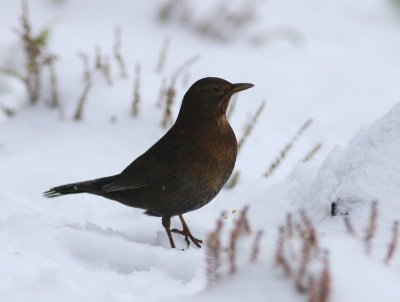 Merel - Common Blackbird