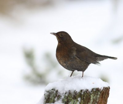 Merel - Common Blackbird