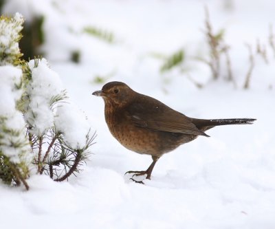 Merel - Common Blackbird