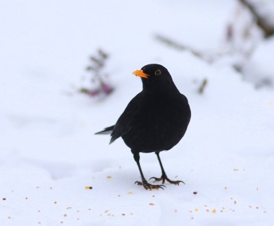 Merel - Common Blackbird