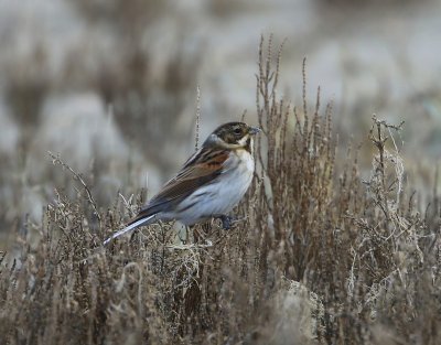 Rietgors - Common Reed Bunting