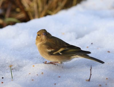 Vink - Common Chaffinch