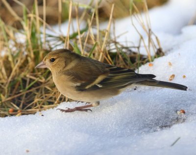 Vink - Common Chaffinch
