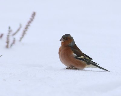 Vink - Common Chaffinch