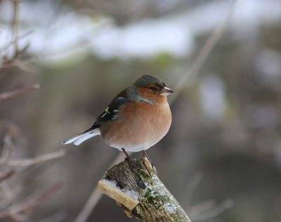 Vink - Common Chaffinch
