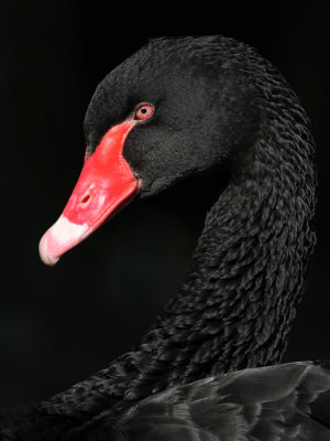 Zwarte zwaan 2013-2.jpg
