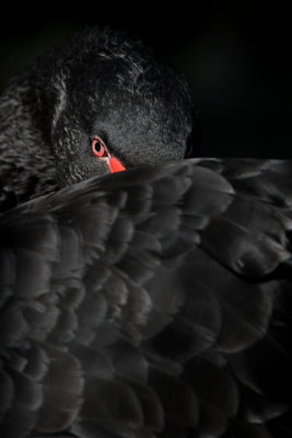 Zwarte zwaan 2013-1.jpg