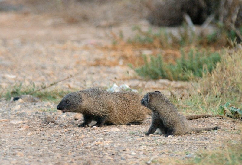 Mongoose  ( Herpestes )