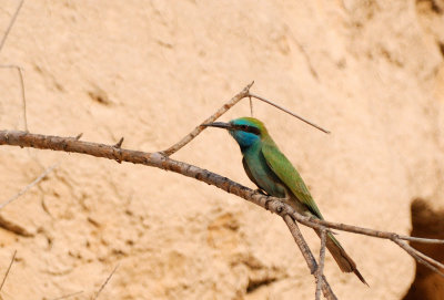 Little Green Bee-eater  (Merops orientalis)